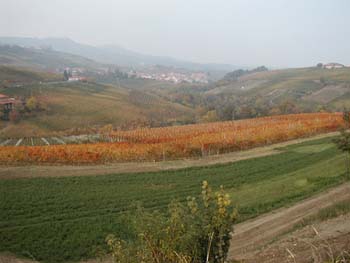 Barolo233