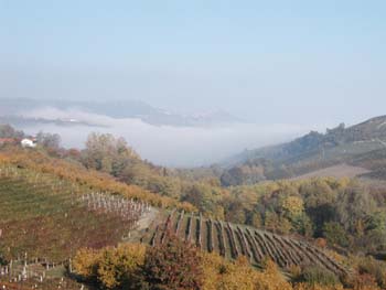 Barolo248