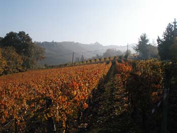 Monforte255