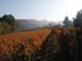 Monforte255